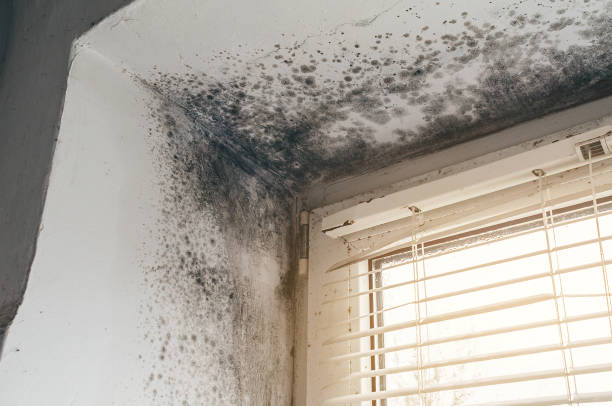 Affordable Mold Remediation solutions in White Stone, VA